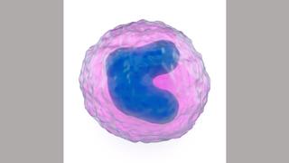 Illustration of a circular cell with a moon shaped nucleus in purple.
